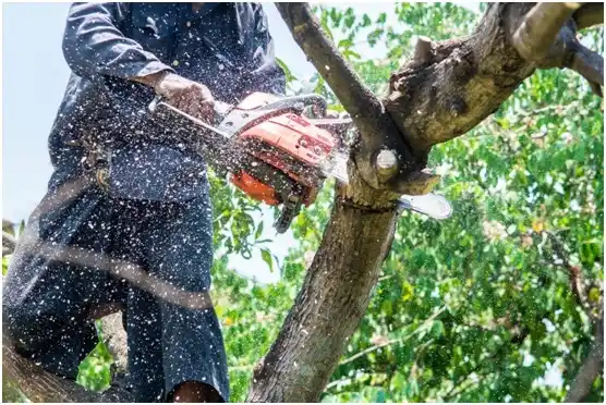 tree services West University Place